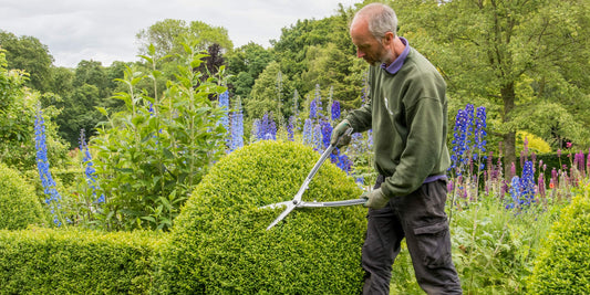 Trimming Box hedge with Burgon & Ball Precision Shear at Barnsdale Gardens.