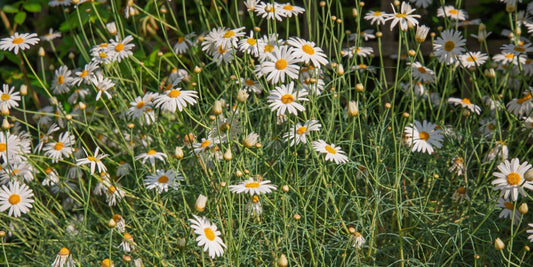 Argyranthemum gracile ‘Chelsea Girl’ at Barnsdale Gardens