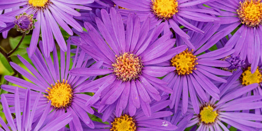 Aster amellus 'Veilchenkönigin' at Barnsdale Gardens