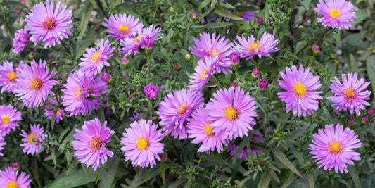 Symphyotrichum novi-belgii 'Little Pink Beauty' at Barnsdale Gardens. Mas of pink daisy flowers with yellow centres