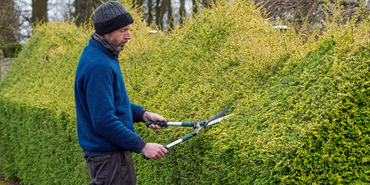 Cutting hedge at Barnsdale Gardens with Bulldog Hedge Shear Wavy Blade