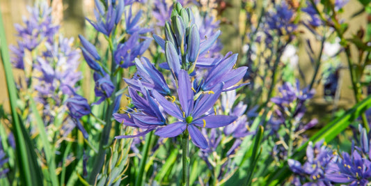 Camassia leichtlinii growing in a border at Barnsdale Gardens