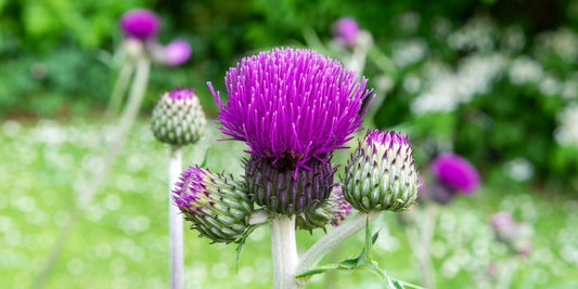 Cirsium rivulare 'Atropurpureum' in the Tea Garden at Barnsdale Gardens