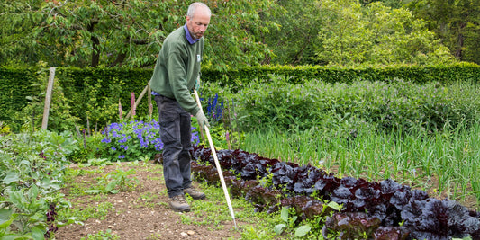 Burgon & Ball Weed slice being used on the Allotment at Barnsdale Gardens