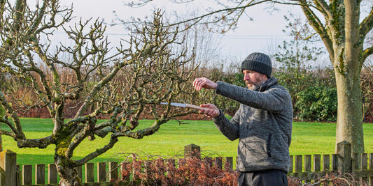 Jon Brocklebank winter pruning Apple tree at Barnsdale gardens with Niwaki Moku Folding Saw
