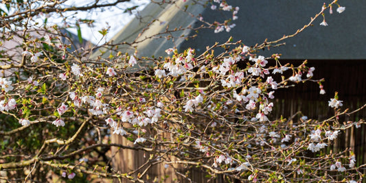 Prunus incisa 'Kojo-No-Mai' in the Japanese Garden at Barnsdale Gardens