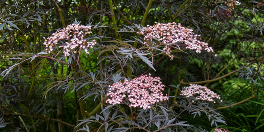 Sambucus nigra f. porphyrophylla 'Eva' (Syn. Sambucus nigra 'Black Lace') at Barnsdale Gardens