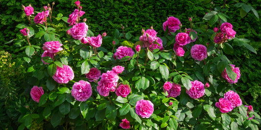 Rosa 'Gertrude Jekyll' at Barnsdale Gardens