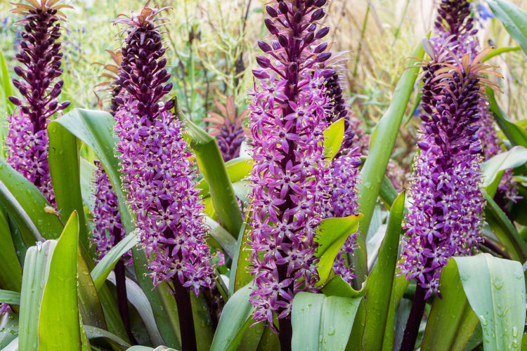 Courses at Barnsdale Gardens in August. Eucomis 'Joy's Purple' in the Mediterranean Garden at Barnsdale Gardens