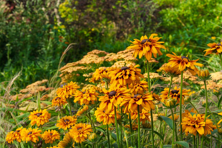 Summer border at Barnsdale Gardens. Buy 2 Plants, Get 1 Free - Sunscriber exclusive