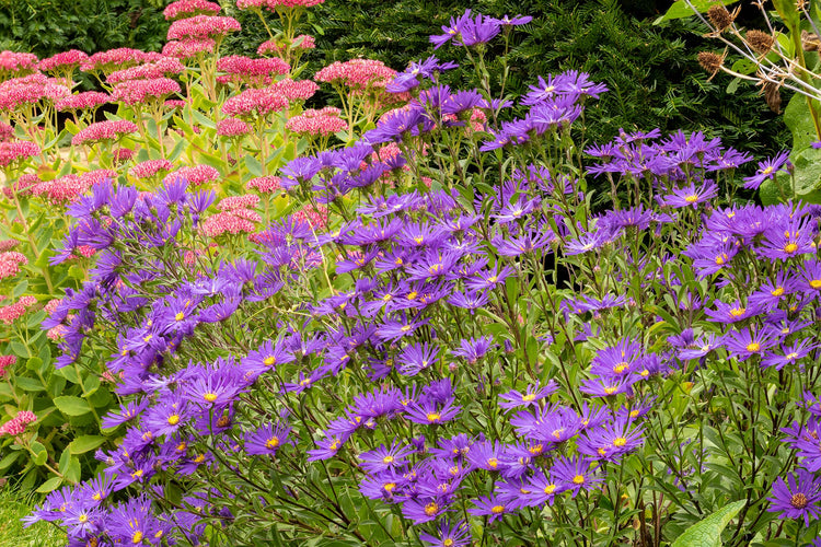 Keep your garden flowering with our Late Summer and Autumn Colour Collection