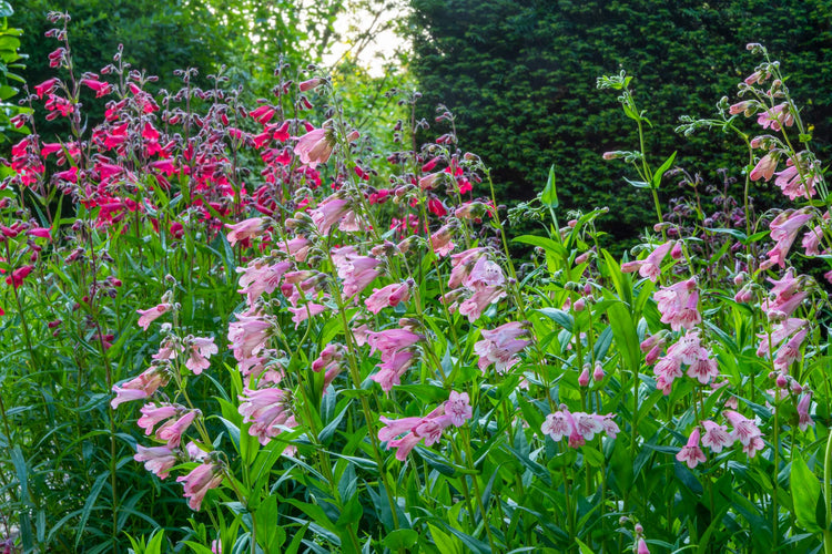 The Barnsdale Gardens Penstemon collection available to buy from our plants nursery