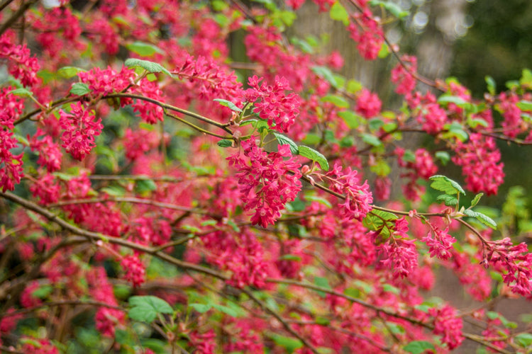 Plant Now for Spring