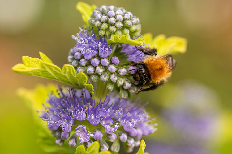 Plant for Pollinators: Bee on Caryopteris × clandonensis 'Hint of Gold'