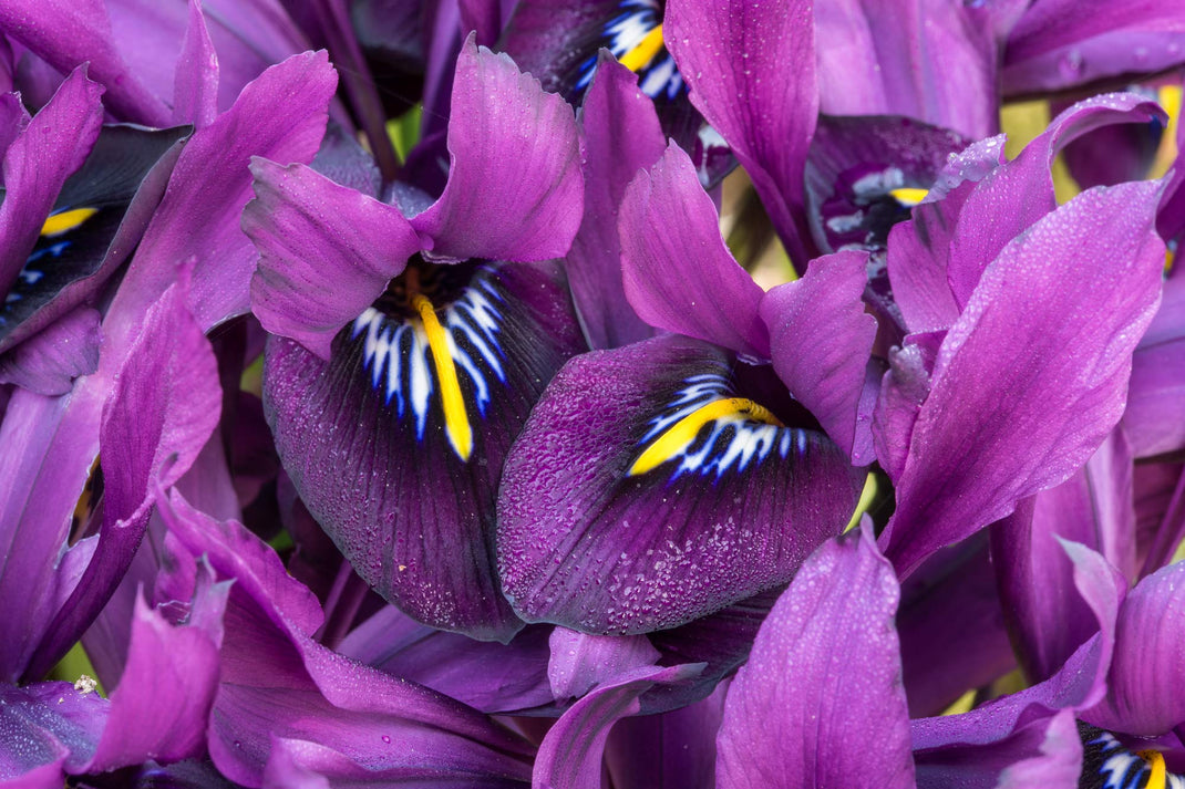 Our best selling plants Barnsdale Gardens