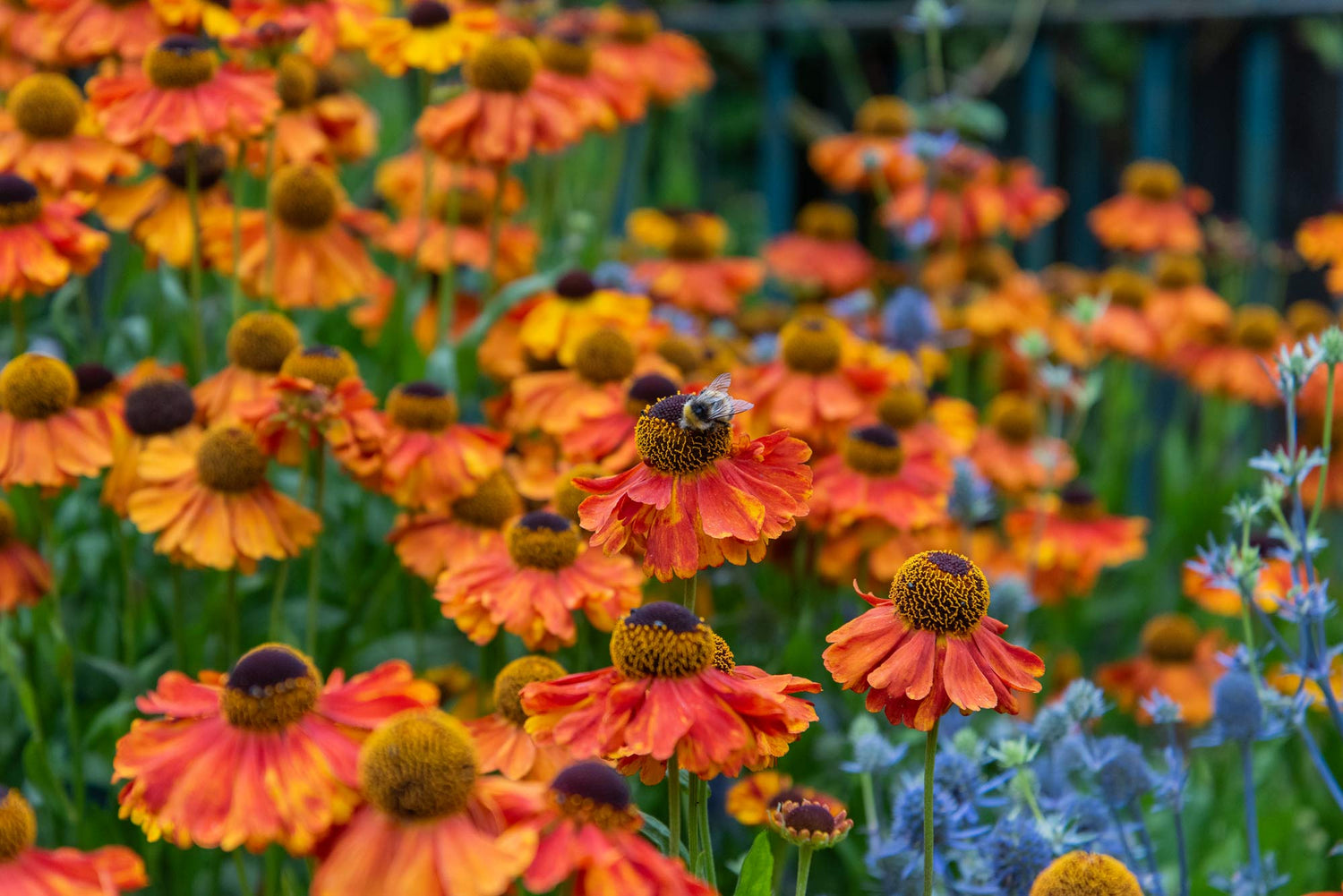 All plants available from the plants nursery at Barnsdale Gardens