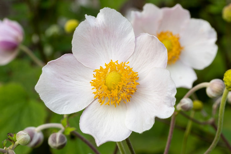Anemones – 30% Off (Subscriber Exclusive)