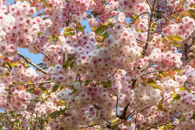 Courses in April at Barnsdale Gardens. Flowering ornamental Japanese Cherry at Barnsdale Gardens
