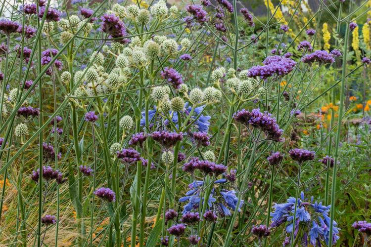 Barnsdale Gardens, Garden Plant Collections