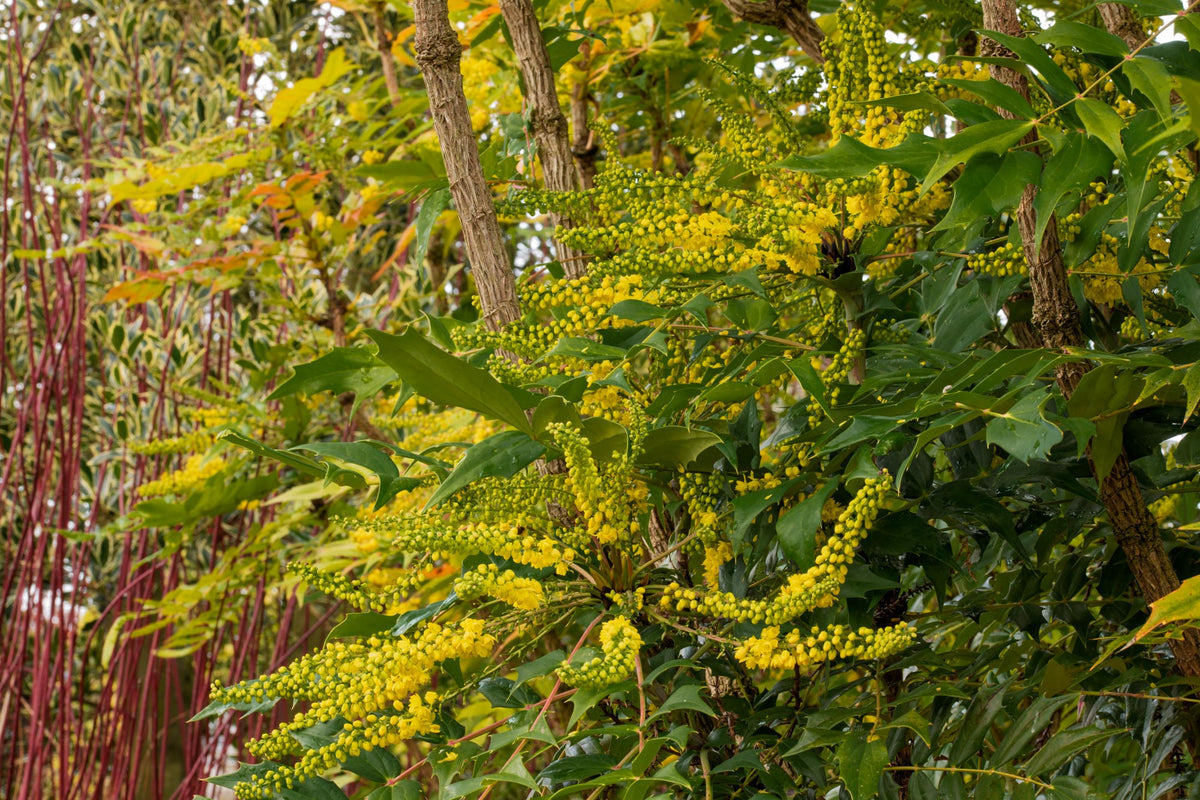 Give your garden year-round interest with our Ecergreen Interest collection