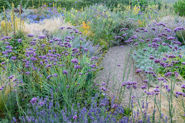 Barnsdale Gardens Summer Collection. Mediterranean Garden at Barnsdale Gardens