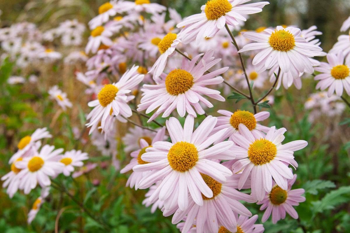 Chrysanthemum 'Innocence' at Barnsdale Gardens