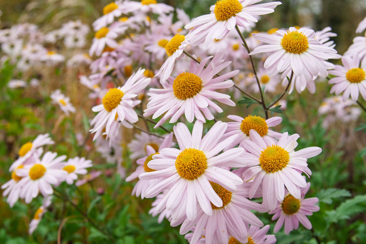 Chrysanthemum 'Innocence' at Barnsdale Gardens