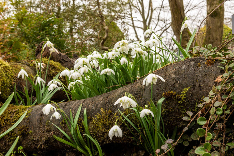 Courses in February at Barnsdale Gardens , header image: Snowdrops in the Winter Borders