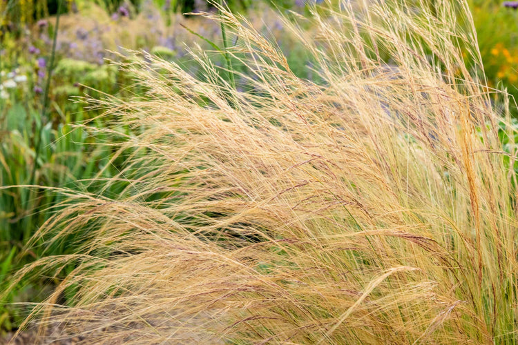 Grasses and Bamboos to buy online from the Barnsdale Gardens plants nursery. Header image: Stipa tenuissima