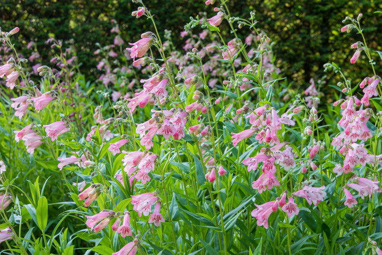 Courses at Barnsdale Gardens in June. Pink Penstemon at Barnsdale Gardens