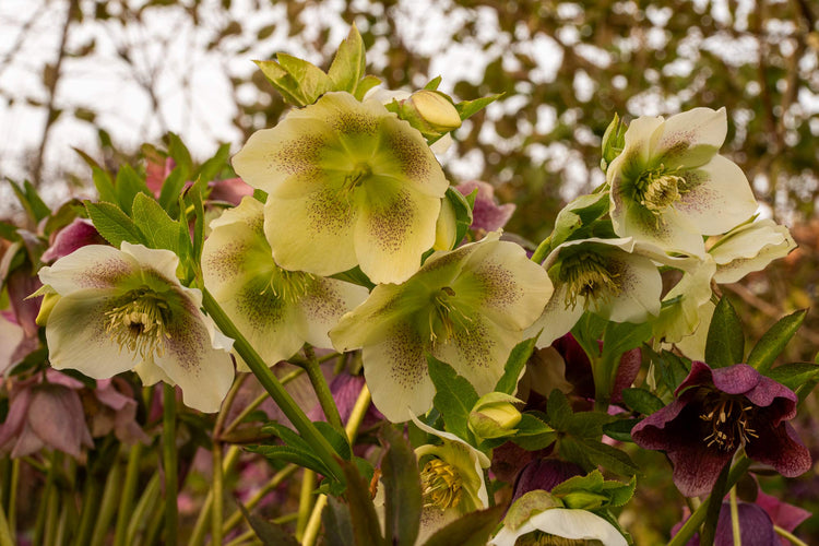Courses in March at Barnsdale Gardens. Helleborus × hybridus at Barnsdale Gardens