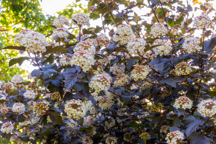 Courses at Barnsdale Gardens in May. Physocarpus opulifolius 'Diabolo' at Barnsdale Gardens