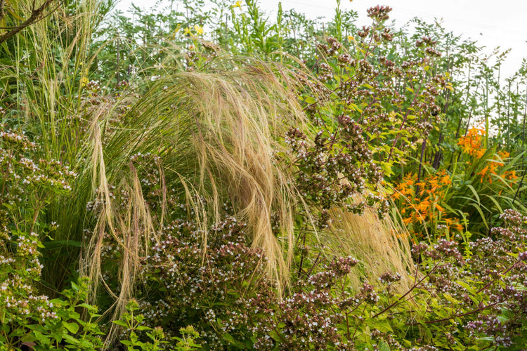 Mexican feather grass, Stipa tenuissima, in Mediterranean Garden border at Barnsdale Gardens, with Thyme and Crocosmia