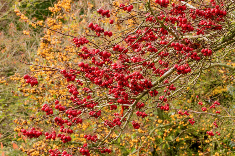 Courses at Barnsdale Gardens in November. Red berries of Crataegus persimilis 'Prunifolia' with yellow berries of Malus 'Golden Hornet' behind at Barnsdale Gardens