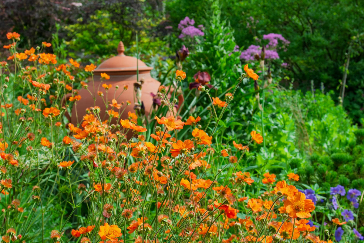 Plants for Cutting: Geum 'Totally Tangerine' in the forground in the Geoff Hamilton Winter Border at Barnsdale Gardens