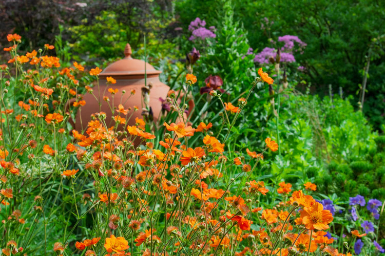 Plants for Cutting: Geum 'Totally Tangerine' in the forground in the Geoff Hamilton Winter Border at Barnsdale Gardens