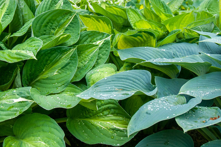 Buy plants for shade from the plants nursery at Barnsdale Gardens. Header image of mixed Hostas in the Hosta Bed at Barnsdale Gardens