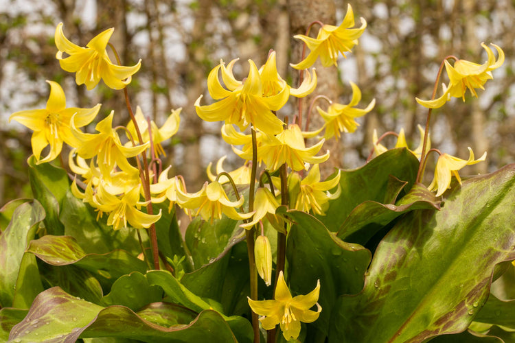 Potted bulbs to buy online from the Barnsdale Gardens plants nursery. Image of Erythronium 'Pagoda'