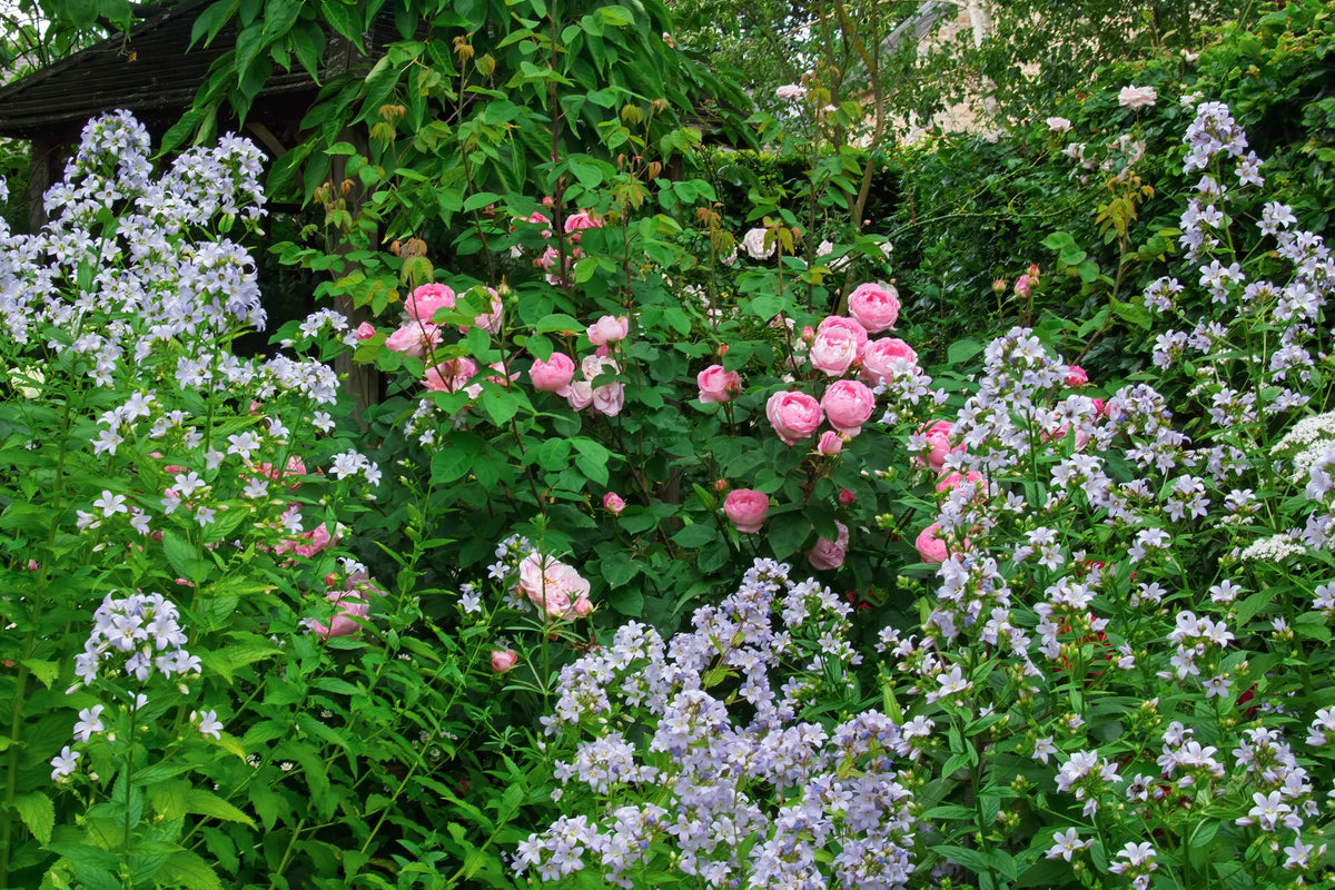 Scented Plants collection at Barnsdale Gardens