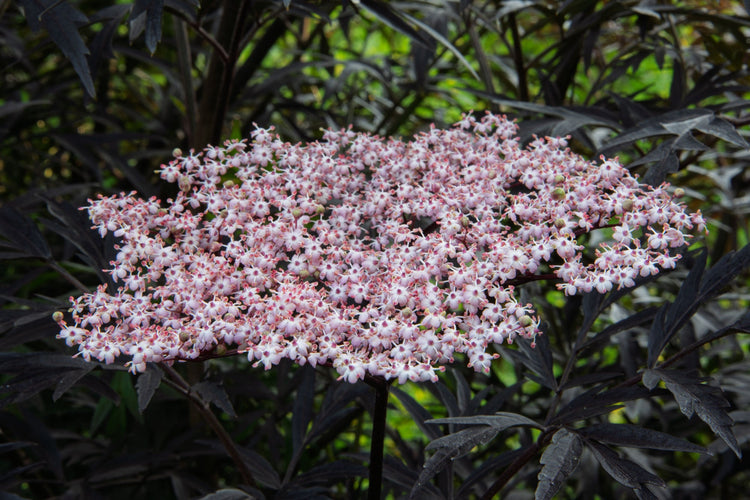 Scented Plants collection at Barnsdale Gardens