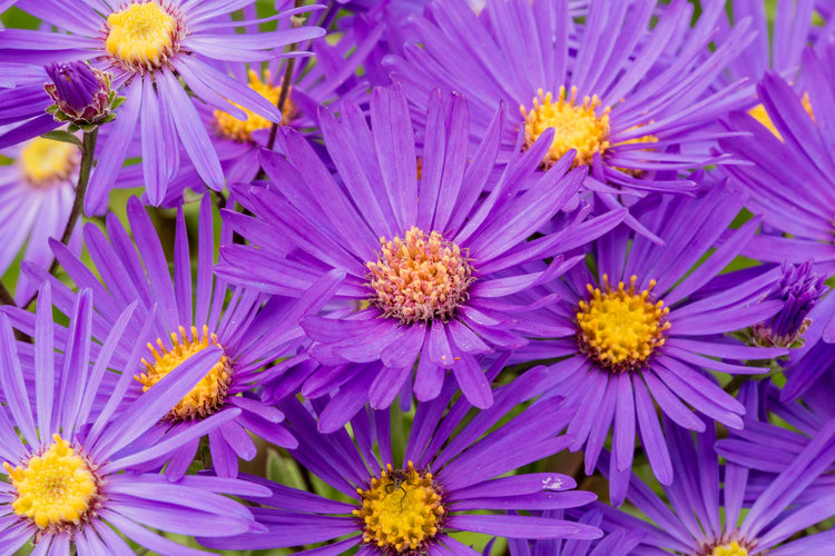September courses at Barnsdale Gardens. Close up of Aster at Barnsdale Gardens