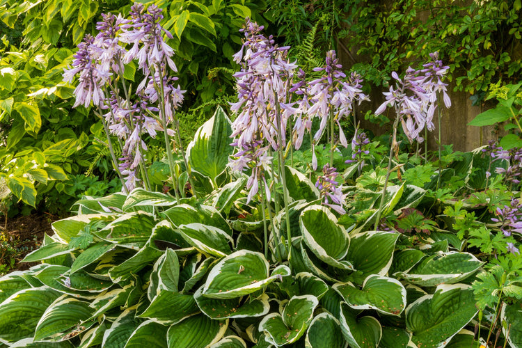 Plants for Shady Gardens