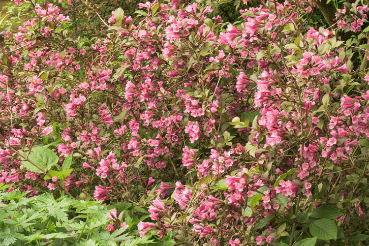 Shrubs for Your Garden