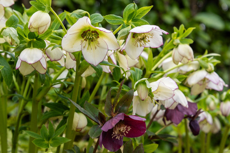 Get planting with the Barnsdale Gardens Spring Sale