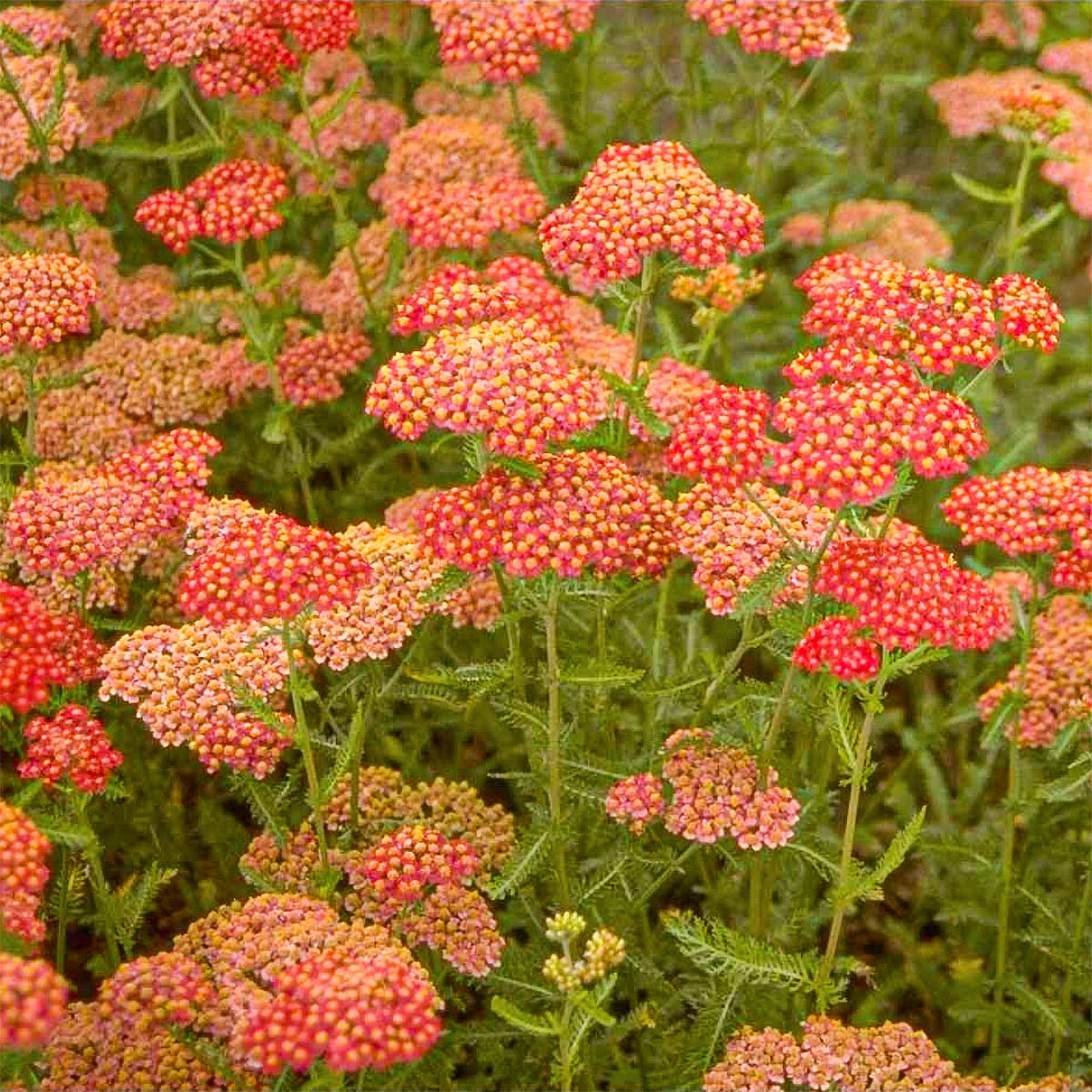 Achillea millefolium 'Fanal' – Barnsdale Gardens