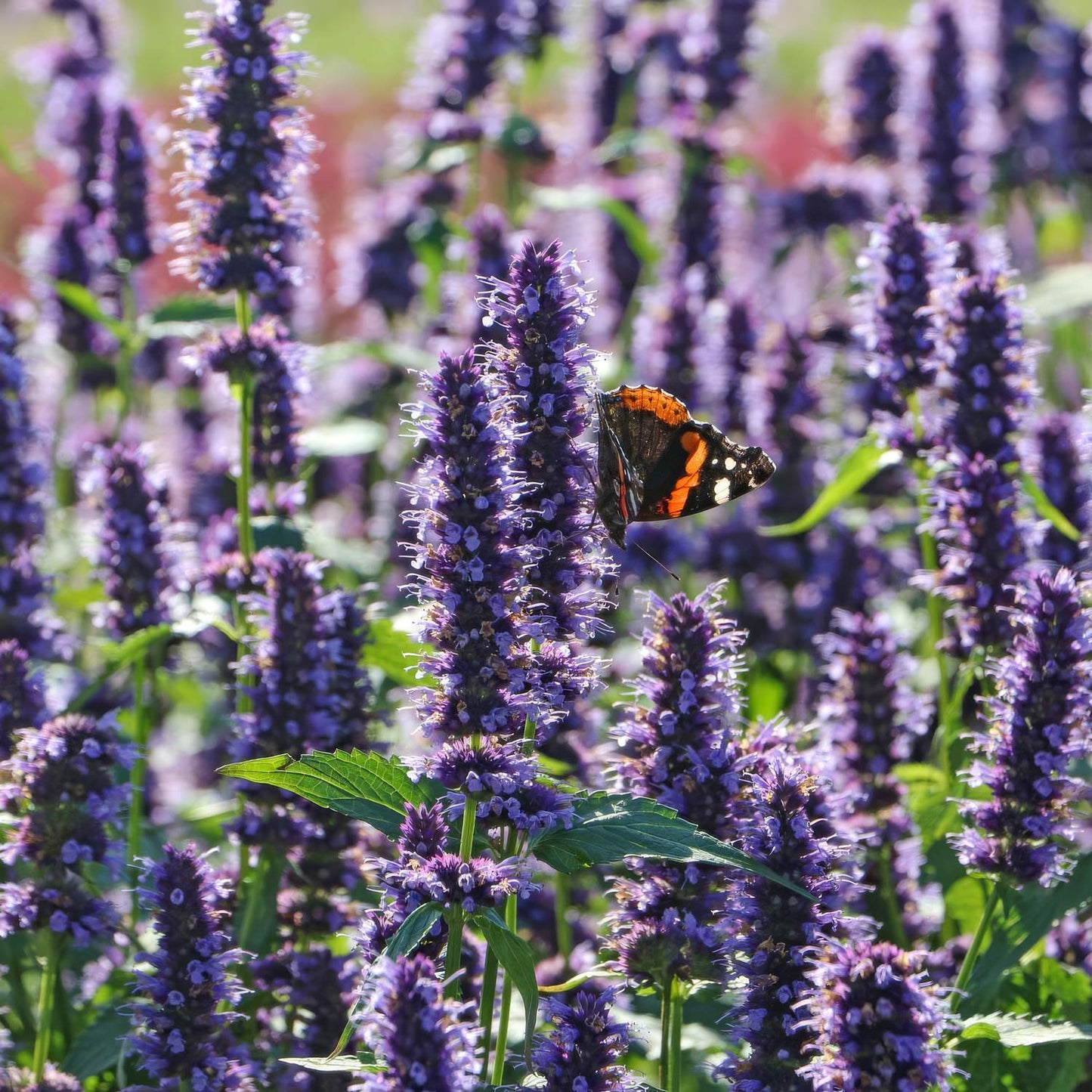 Agastache 'Black Adder'. Butterfly on a purple flower in a field of similar flowers