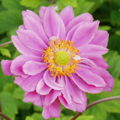 Anemone hupehensis var. japonica 'Pamina'