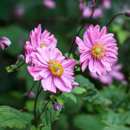 Anemone hupehensis var. japonica 'Pamina'