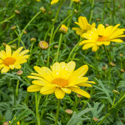 Argyranthemum 'Cornish Gold'