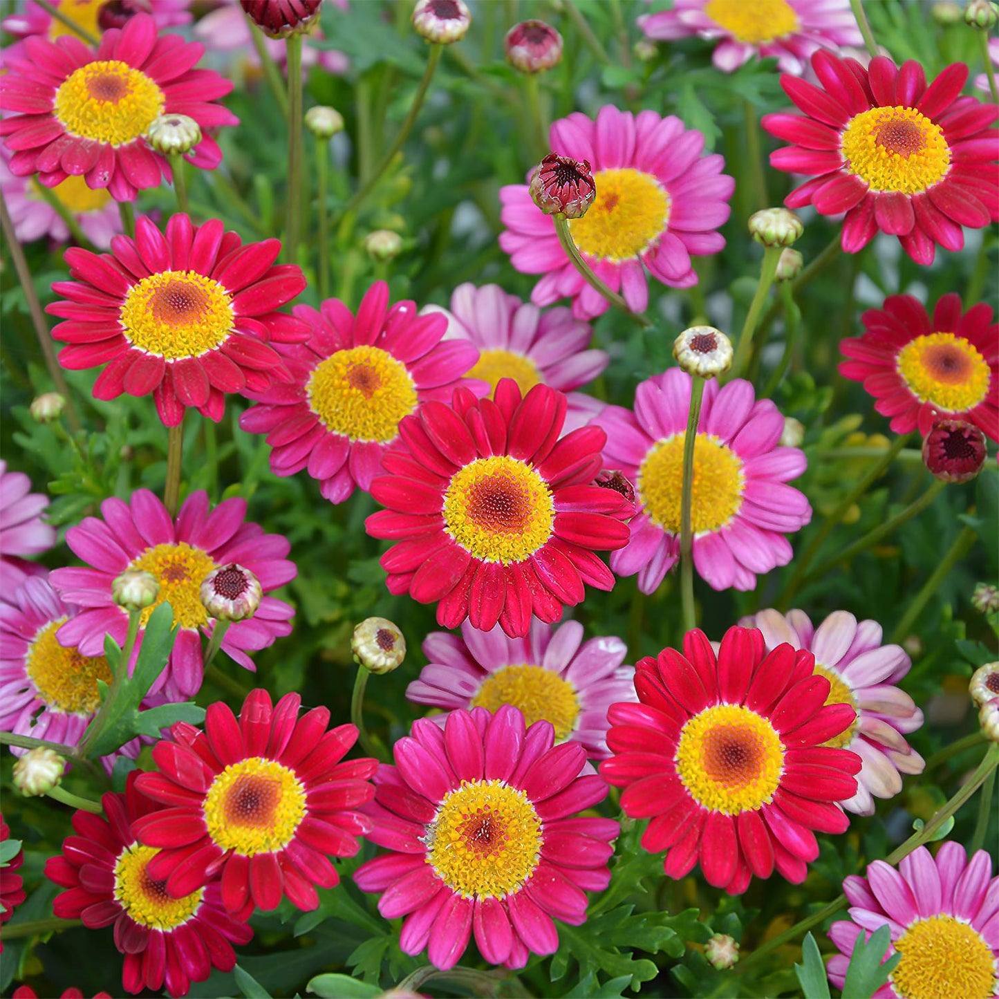 Argyranthemum 'Margarita'